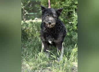 Miletta-KK- liebe Hundeseniorin sucht ihr Glück