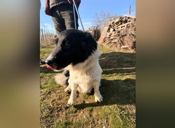 PAULI (VA) – fröhlicher Rüde sucht seine Zweibeiner