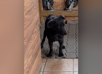 Benni BR – besonderer Herzenshund sucht Menschen mit großem Herzen ❤️