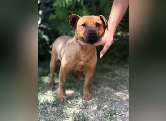 Bandi-KK – herziger Mix-Rüde sucht unternehmungslustige Menschen