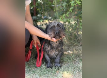 Samson KK – Sanfter Hundejunge sucht verständnisvolle Menschen 