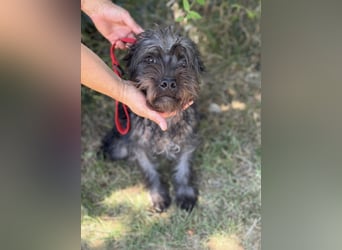 Samson KK – Sanfter Hundejunge sucht verständnisvolle Menschen 