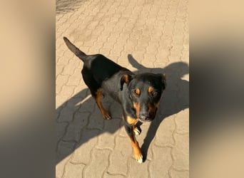 MACI – aktiver Rüde sucht geduldige Menschen mit Herz