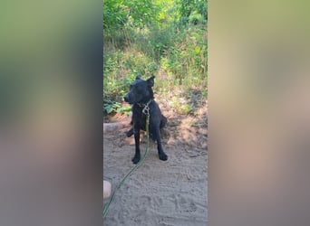 Apollo BE – sensibler Hund sucht verständnisvolle Menschen 