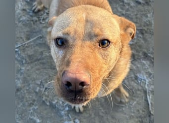 Cirino – sanfter Herzenshund sucht liebevolle Menschen 