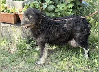 Miletta-KK- liebe Hundeseniorin sucht ihr Glück