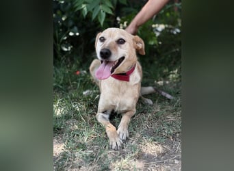 Gajana-KK – tapfere, bezaubernde Mix-Hündin sucht liebevolles Zuhause