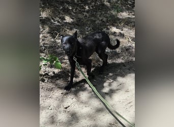 Apollo BE – sensibler Hund sucht verständnisvolle Menschen 