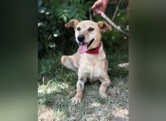 Gajana-KK – tapfere, bezaubernde Mix-Hündin sucht liebevolles Zuhause