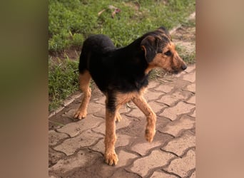 Toni BR – freundlicher Junghund sucht geduldige Menschen 