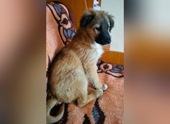 CODY - zauberhafter junger Hundebub sucht sein Zuhause für immer