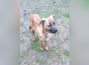 Bildhübscher TOTO - auf der Suche nach seinem Glück