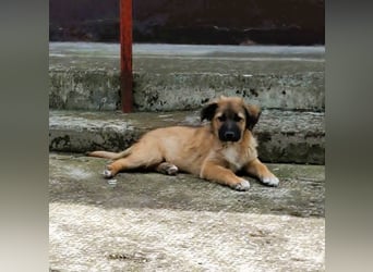 CODY - zauberhafter junger Hundebub sucht sein Zuhause für immer