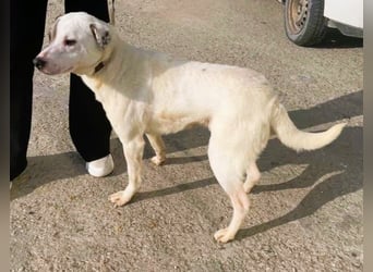 LENA - eine Zaubermaus die ihre Familie sucht