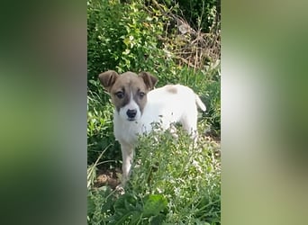 Tessa – kleines Hundekind sucht ihr Zuhause für immer