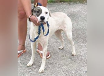 LENA - eine Zaubermaus die ihre Familie sucht