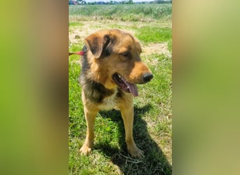 Sajan - ein Freund und noch viel mehr Sajan - ein Freund und noch viel mehr