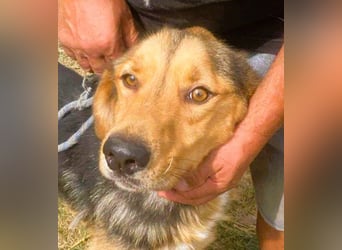 Sajan - ein Freund und noch viel mehr Sajan - ein Freund und noch viel mehr