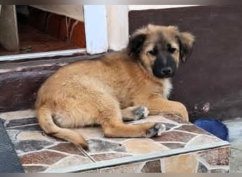 CODY - zauberhafter junger Hundebub sucht sein Zuhause für immer