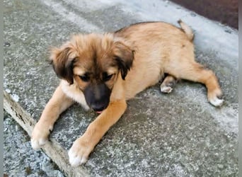 CODY – zauberhafter junger Hundebub sucht sein Zuhause für immer