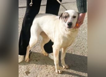 LENA - eine Zaubermaus die ihre Familie sucht