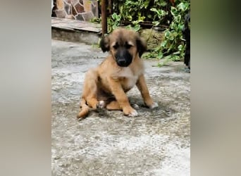 CODY - zauberhafter junger Hundebub sucht sein Zuhause für immer