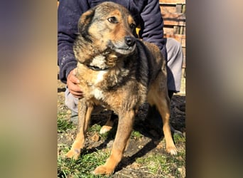 Liebe Moni – sucht besonders liebes Zuhause zum durchstarten