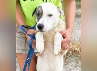 LENA - eine Zaubermaus die ihre Familie sucht