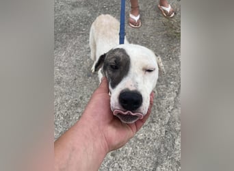 LENA - eine Zaubermaus die ihre Familie sucht