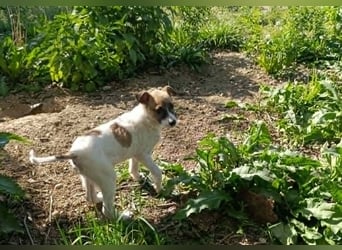 Tessa – kleines Hundekind sucht ihr Zuhause für immer