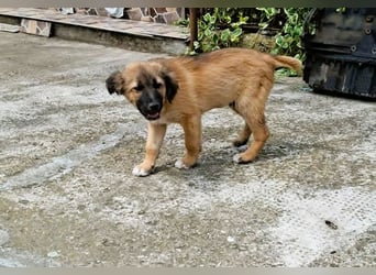 CODY - zauberhafter junger Hundebub sucht sein Zuhause für immer