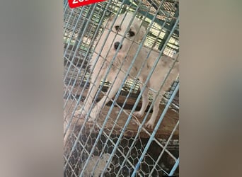 Lilly - hübsche Zaubermaus sucht ihr Glück bei DIR