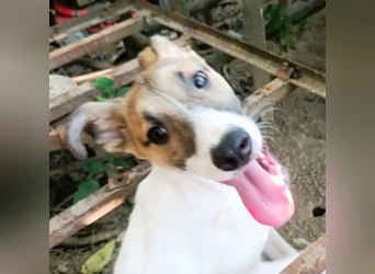 Super hübsches Hundekind „ TESSA „ sucht ihr Zuhause für immer