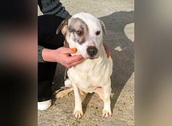 LENA - eine Zaubermaus die ihre Familie sucht