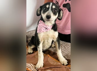 Trudi - die Dritte im Bunde - zuckersüßes Hundekind sucht ihre Family
