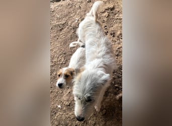 Sammy - kleiner Sonnenschein sucht Familienanschluss
