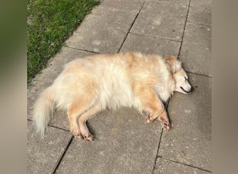 Rosa – hübsche Maus wartet in PLZ 75217 Birkenfeld auf Besuch