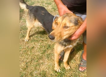 Sajan - ein Freund und noch viel mehr Sajan - ein Freund und noch viel mehr