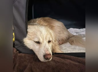 Rosa – hübsche Maus wartet in PLZ 75217 Birkenfeld auf Besuch