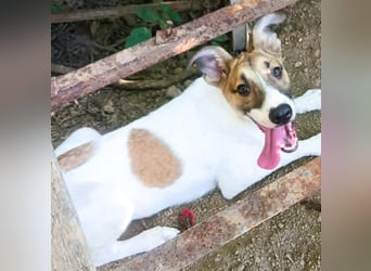 Super hübsches Hundekind „ TESSA „ sucht ihr Zuhause für immer