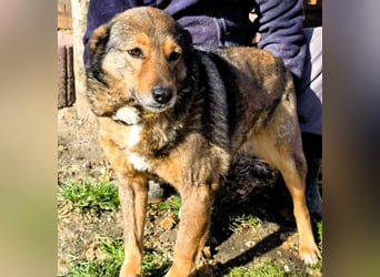 Liebe Moni – sucht besonders liebes Zuhause zum durchstarten