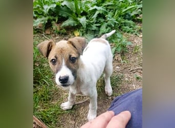 Tessa – kleines Hundekind sucht ihr Zuhause für immer