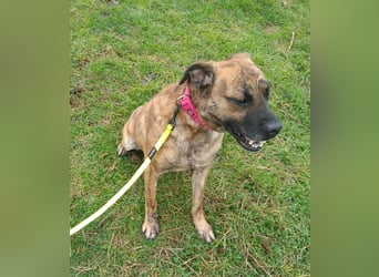 Bildhübscher TOTO - auf der Suche nach seinem Glück