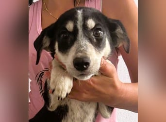 Trudi - die Dritte im Bunde - zuckersüßes Hundekind sucht ihre Family