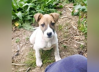 Tessa – kleines Hundekind sucht ihr Zuhause für immer