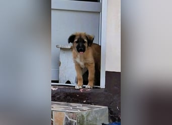 CODY - zauberhafter junger Hundebub sucht sein Zuhause für immer