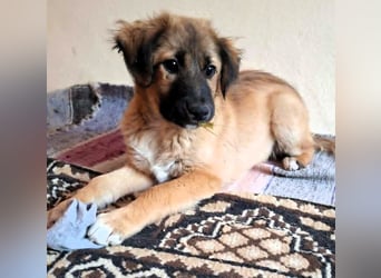 CODY – zauberhafter junger Hundebub sucht sein Zuhause für immer