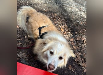 Rosa – hübsche Maus wartet in PLZ 75217 Birkenfeld auf Besuch