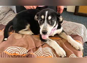 Trudi - die Dritte im Bunde - zuckersüßes Hundekind sucht ihre Family