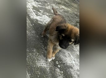 CODY - zauberhafter junger Hundebub sucht sein Zuhause für immer